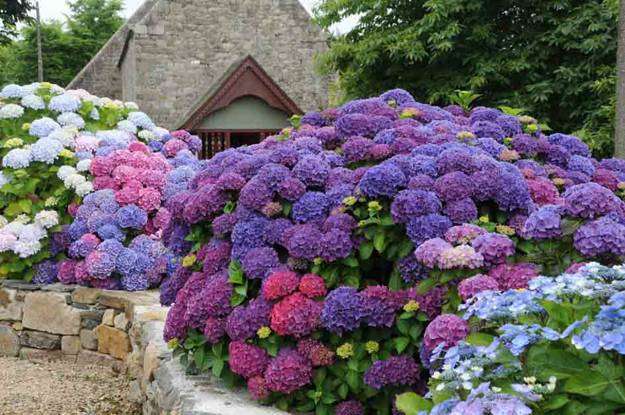 Hydrangea Landscaping Ideas