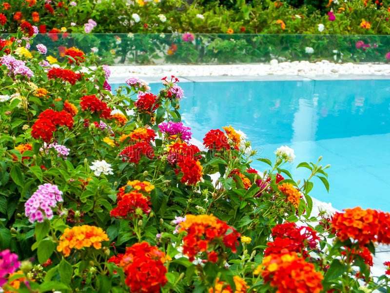 Plants for Around the Pool