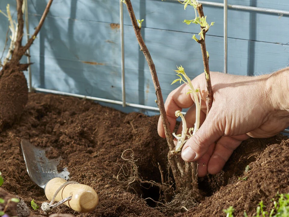 How Long for Bare Root Raspberries to Grow