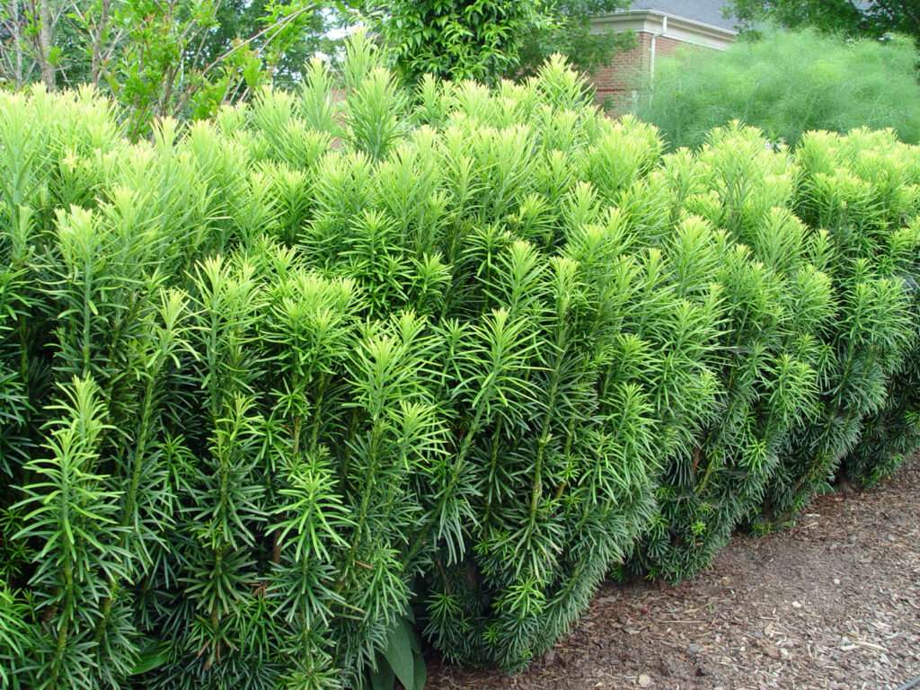 tall thin evergreen trees