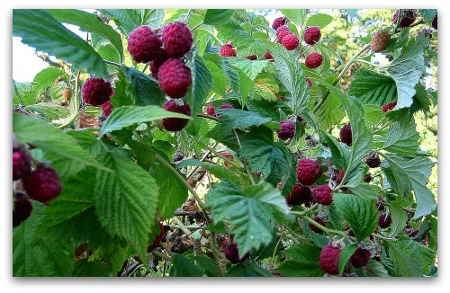 Can You Plant Raspberries and Blackberries Together