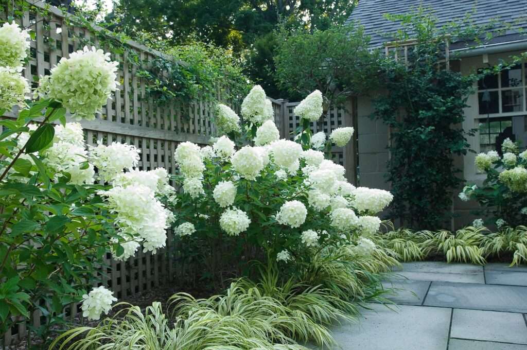 Hydrangea Landscaping Ideas