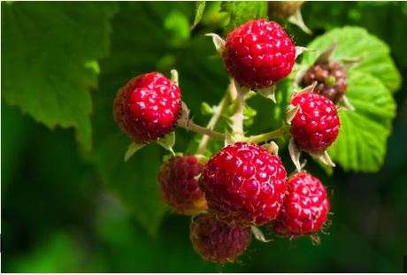 How to Plant Raspberries from Seeds