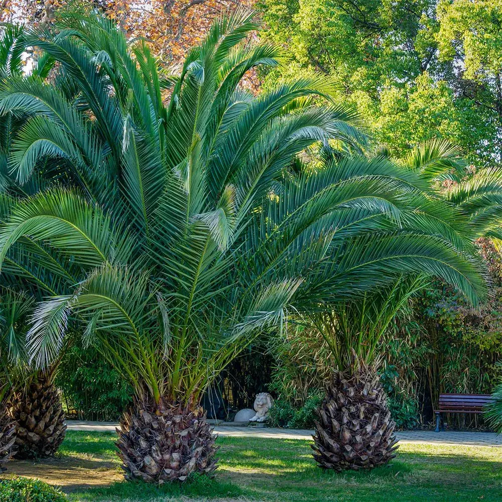 Plants for Around the Pool