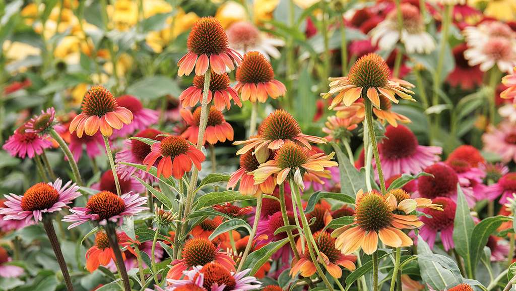 perennial flowers that bloom all summer garden ideas