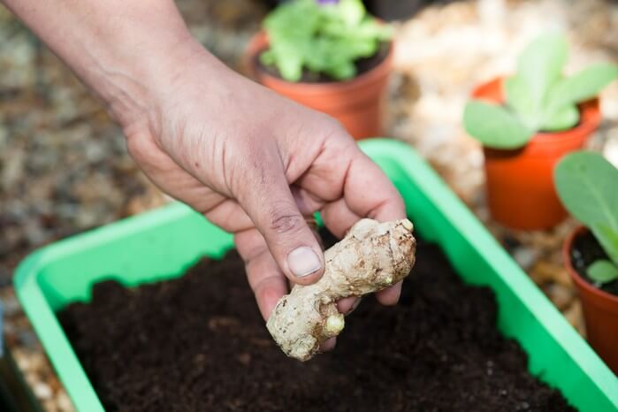 how to grow ginger