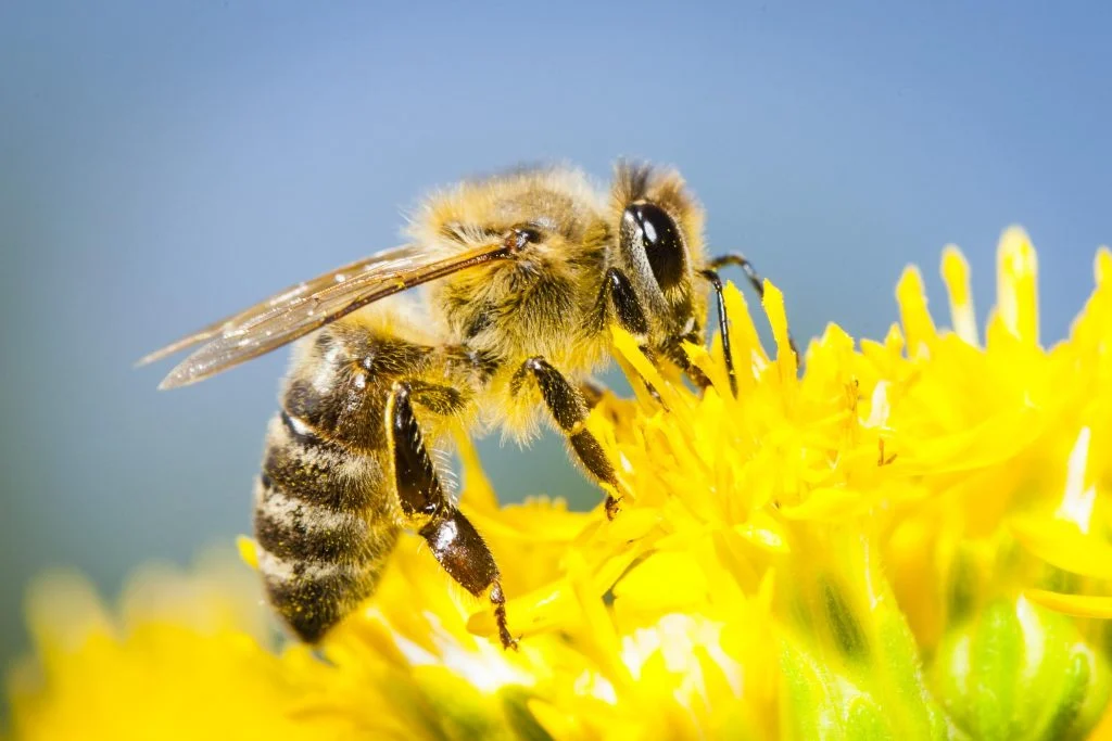 plants that repel wasps