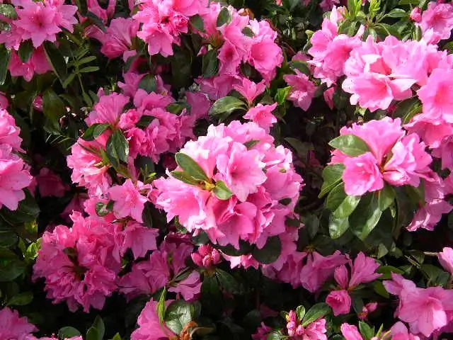 Pink Flowering Shrubs