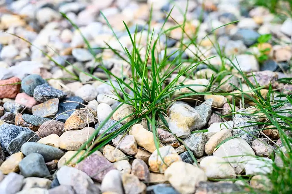 How to Get Rid of Weeds in Rocks