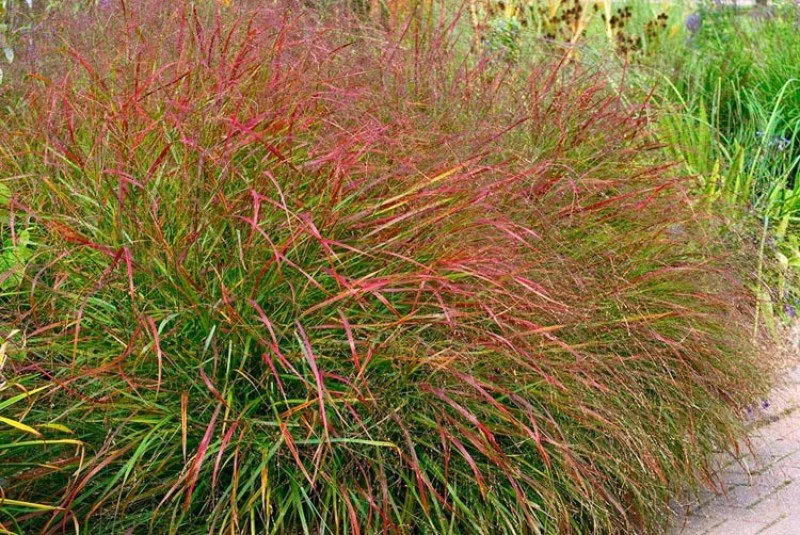 Ornamental grasses