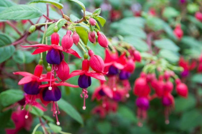 pink flower bush shrubs