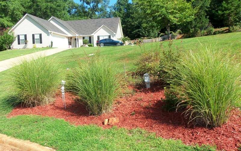 Ornamental grasses