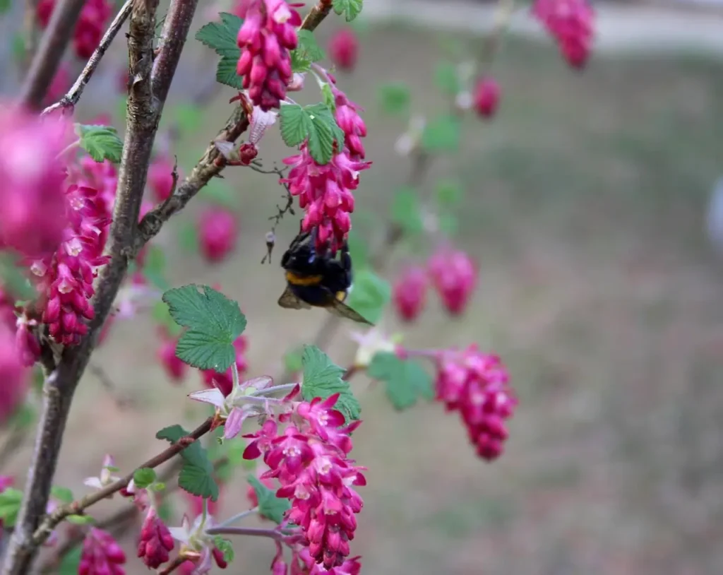 bush with pink flowers