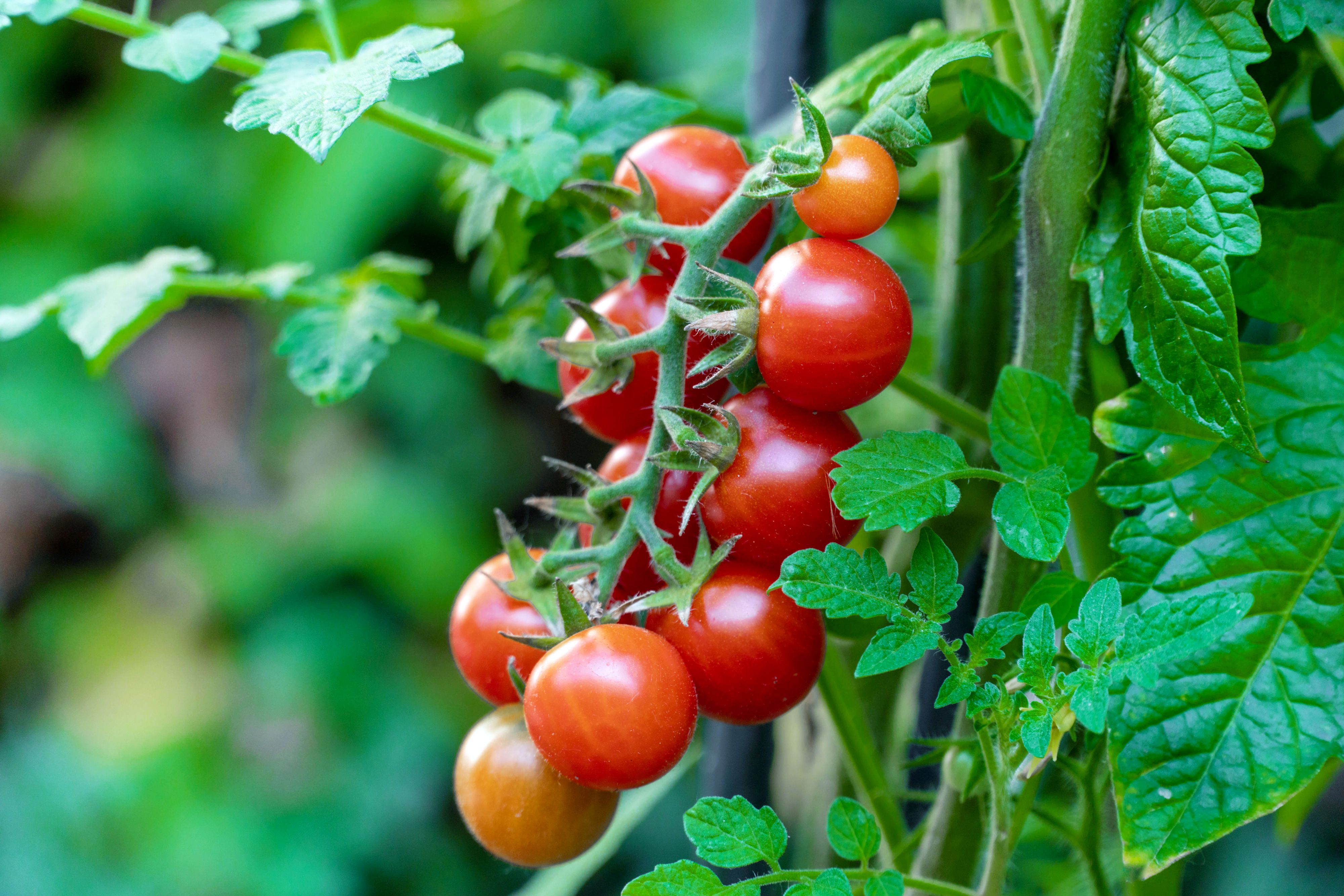 Easy Vegetables for Kids to Grow