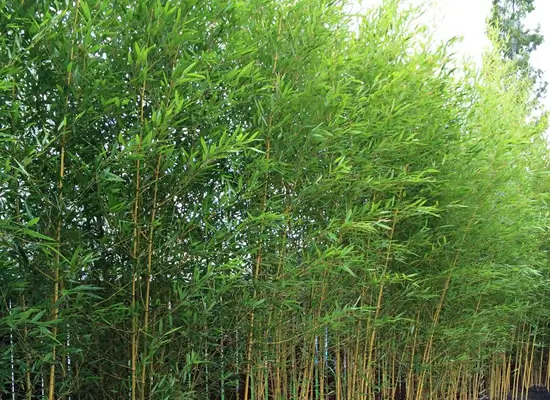 plants along fence