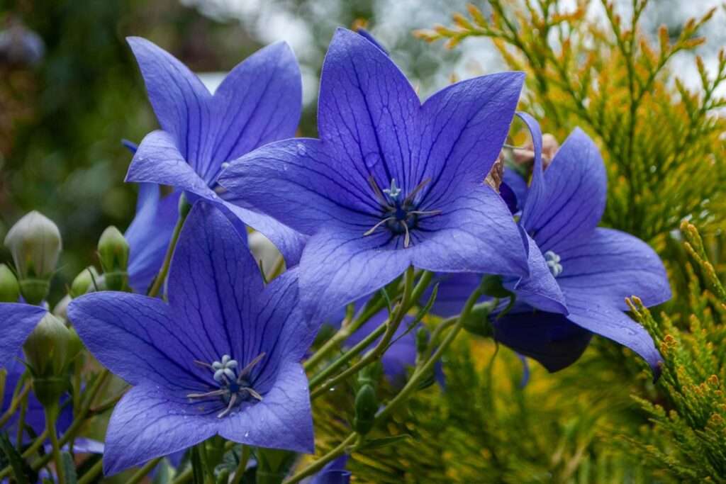 Perennial Flowers That Bloom All Summer