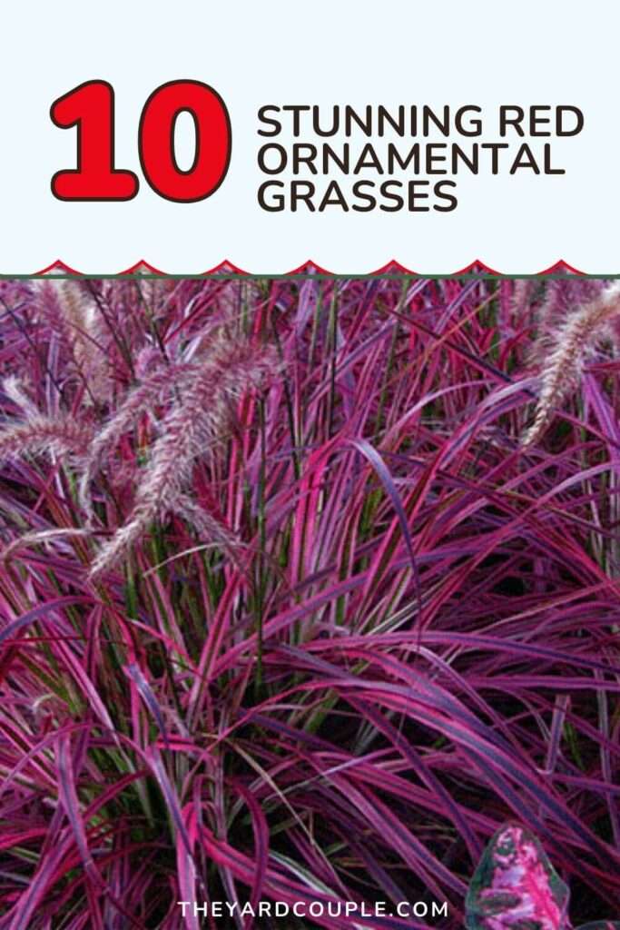 red ornamental grass