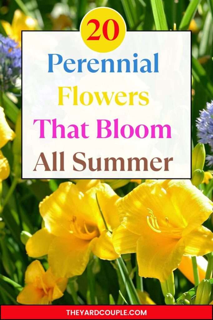 Perennial Flowers That Bloom All Summer