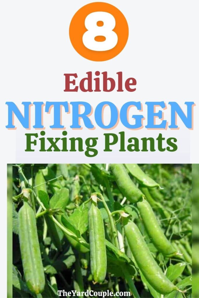 Edible nitrogen fixing plants