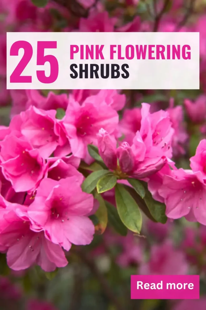 Pink Flowering Shrubs