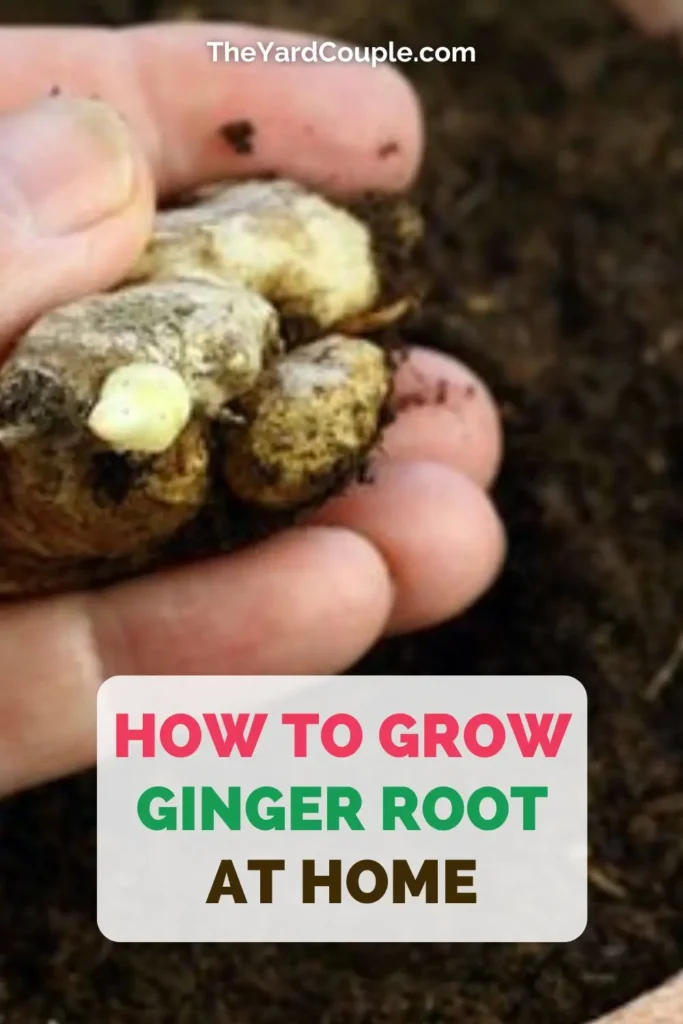 How to Grow Ginger Root at Home