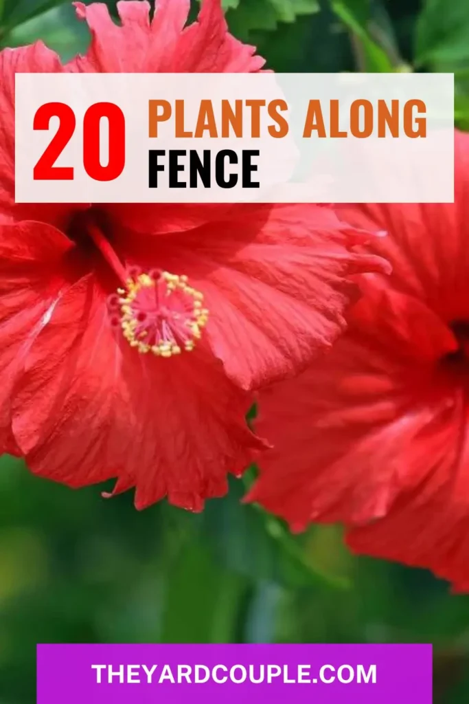 Plants along fence