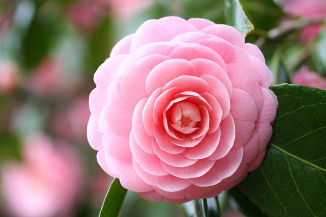 flowering shrub pink