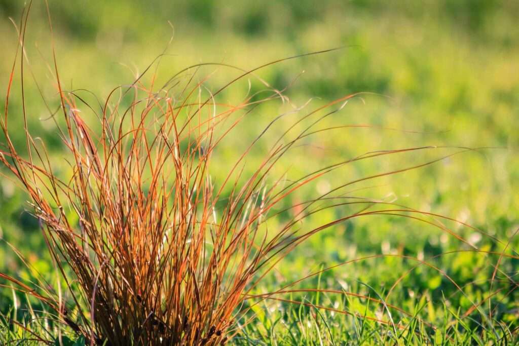 Red Ornamental Grass