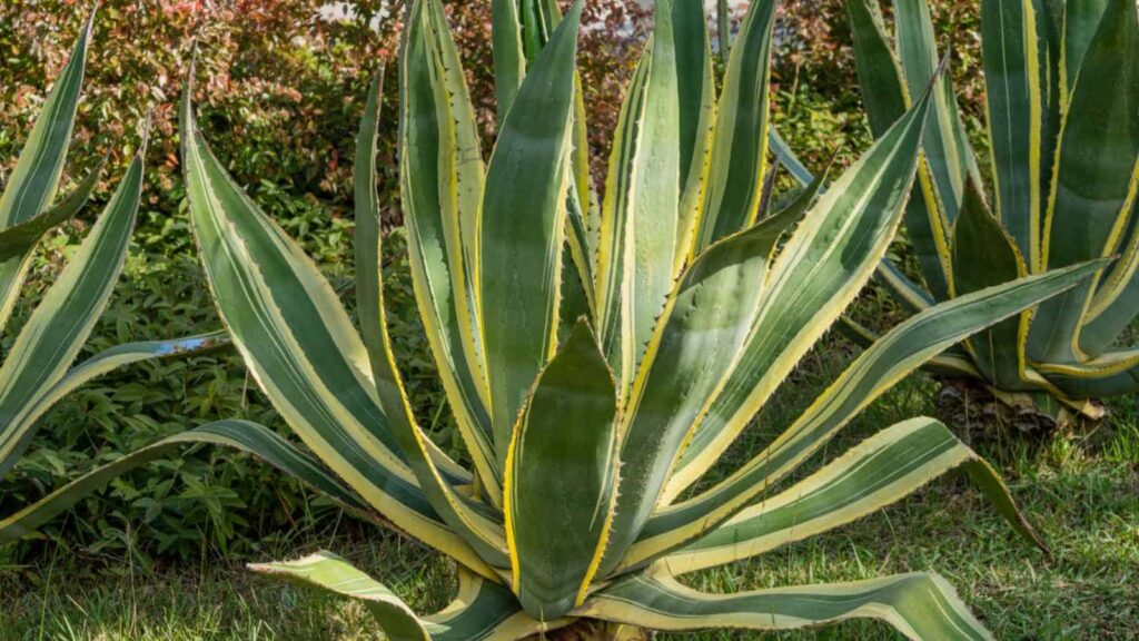 xeriscape ideas front yard