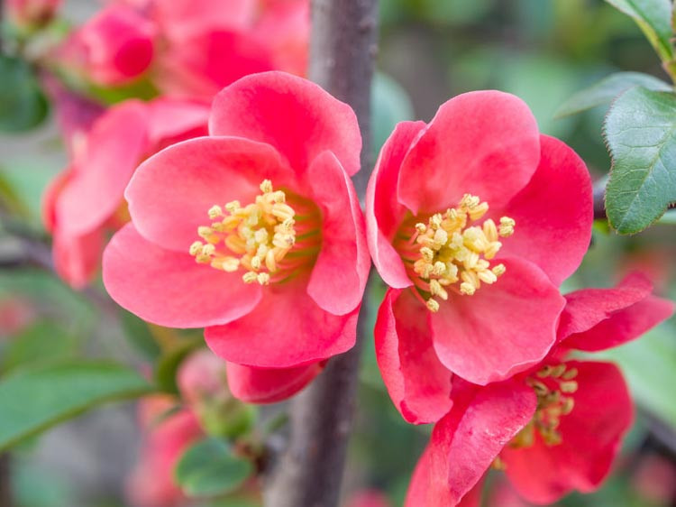 flowering shrubs pink