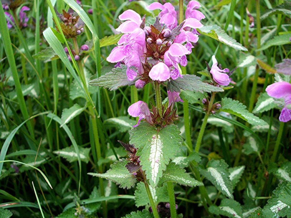 Weeds with Purple Flowers