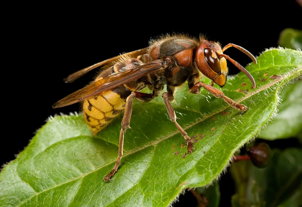 plants that repel wasps