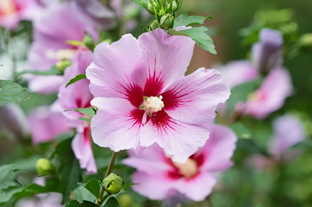 Pink Flowering Shrubs