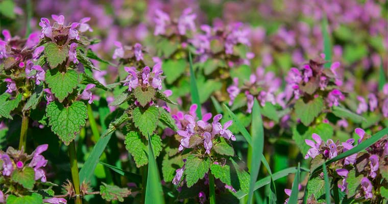 weeds with purple flowers