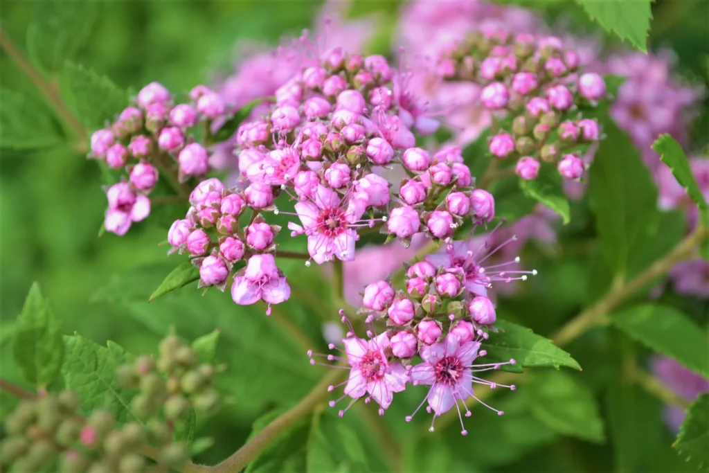 pink flowering bush 