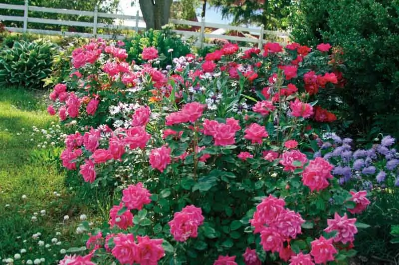 flowering bush with pink flowers