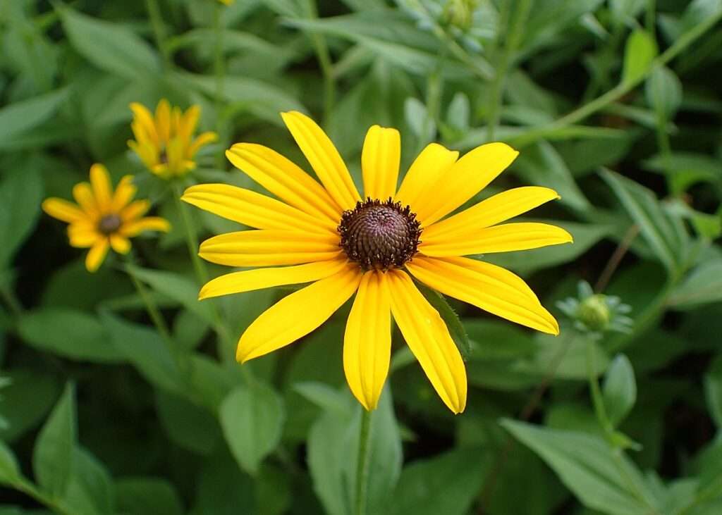 Perennial Flowers That Bloom All Summer