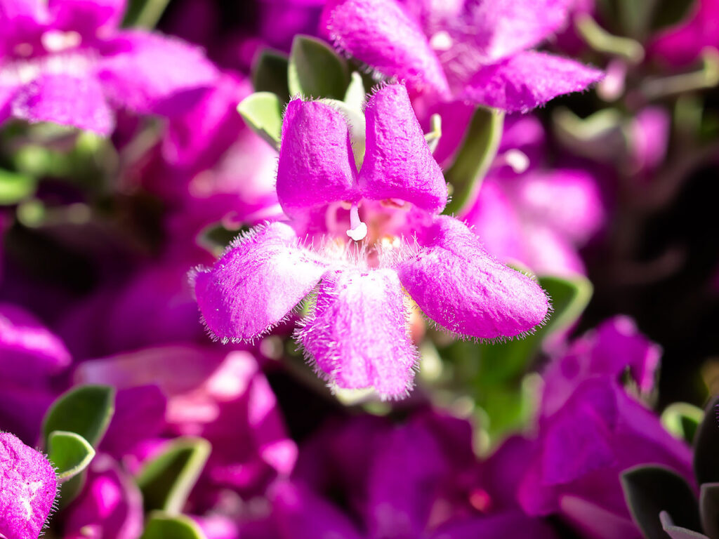 flowering shrubs pink