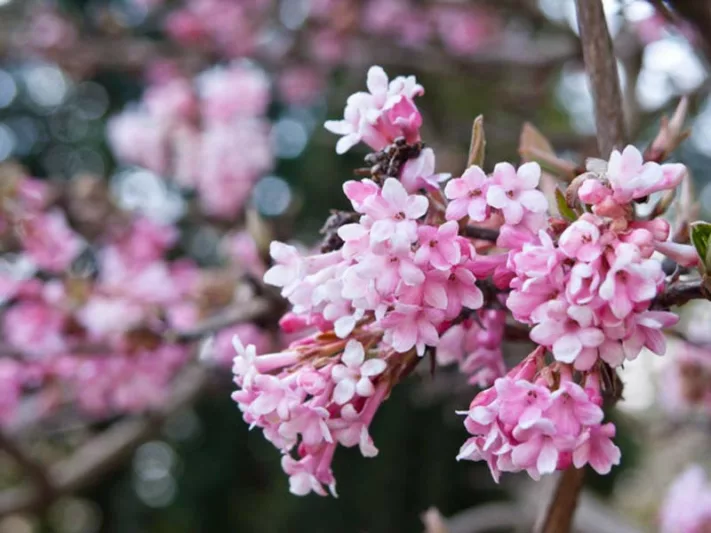 pink shrubs plants