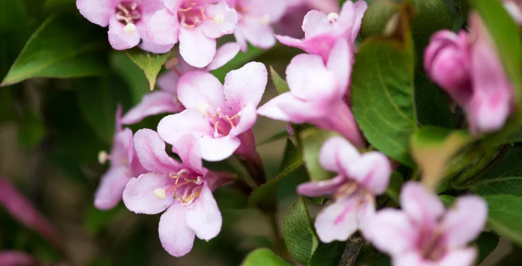 pink flower shrubs