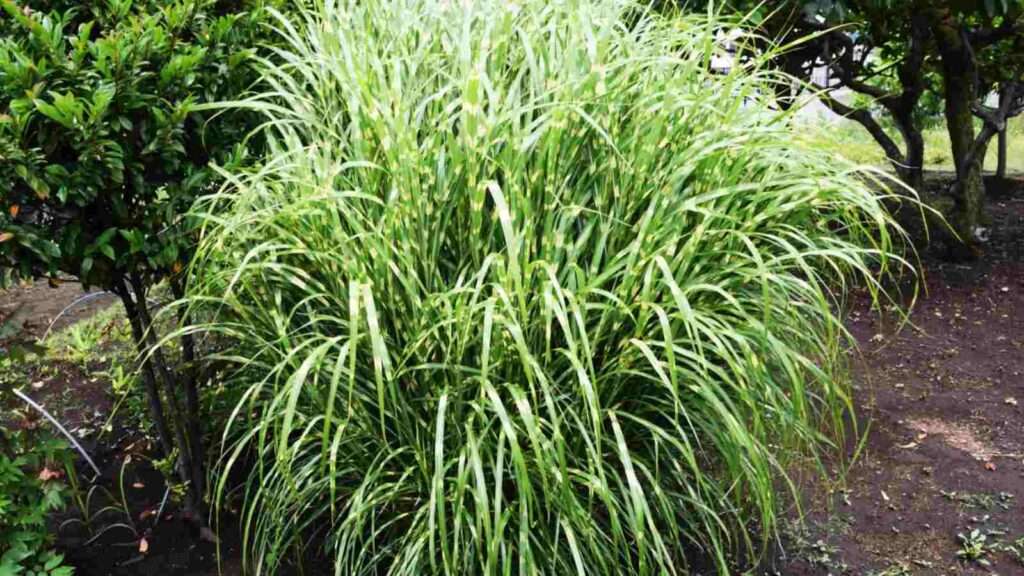 tall ornamental grasses for privacy