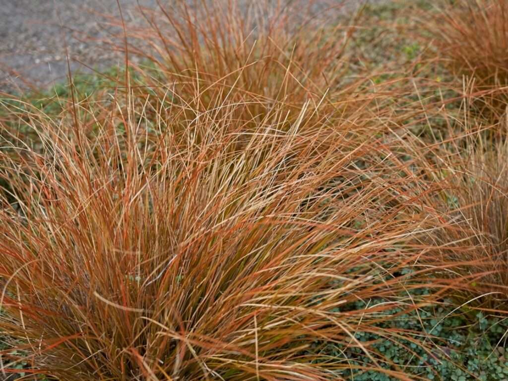 Red Ornamental Grass