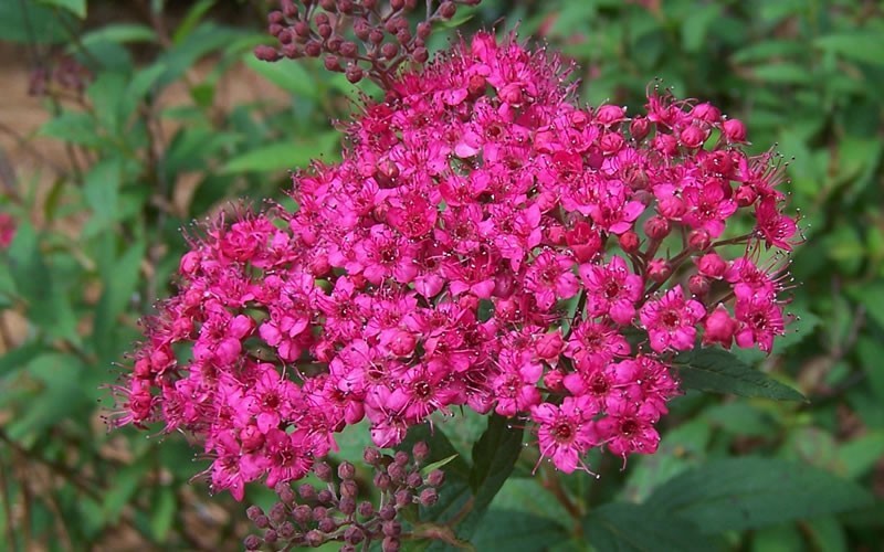 bush with pink flowers shrubs