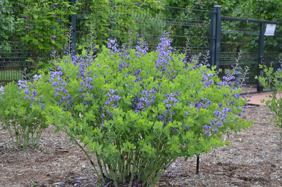 Nitrogen fixing plants