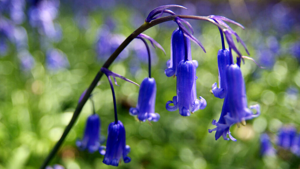 lawn weeds with purple flowers
