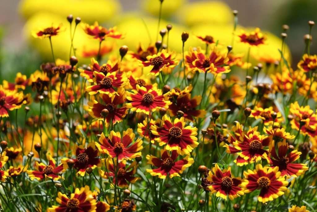 Perennial Flowers That Bloom All Summer