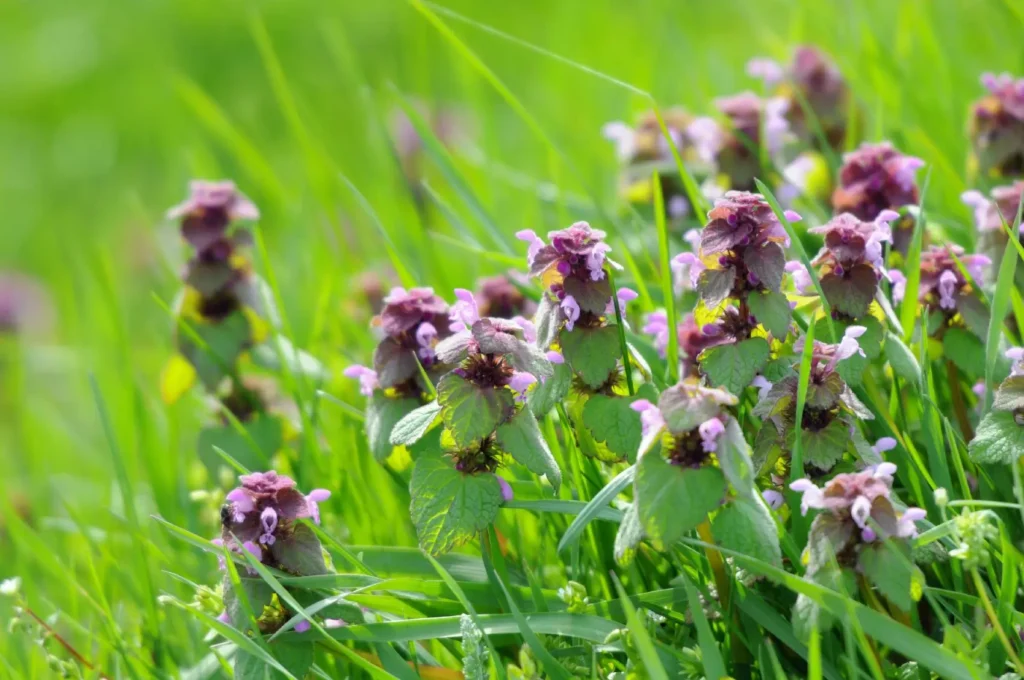 weeds with purple flowers