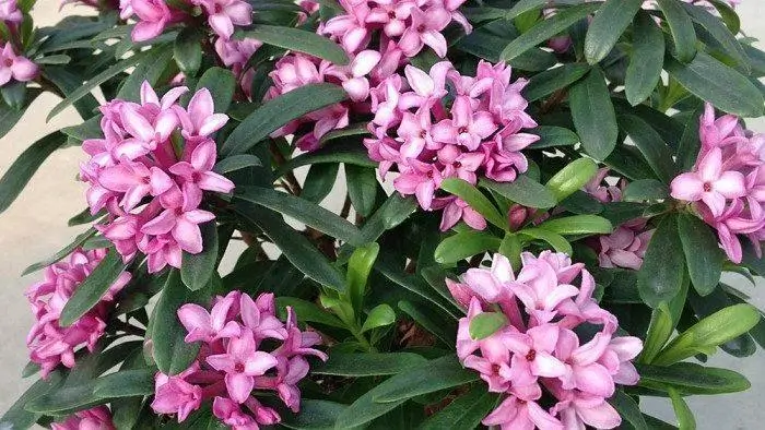 pink bushes flowering shrubs