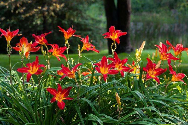 perennial flowers that bloom all summer garden ideas