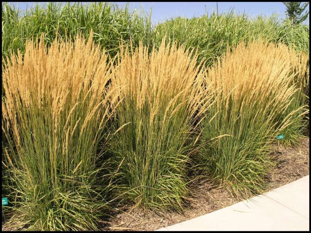 perennial ornamental grasses